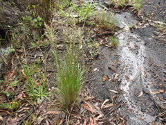 Rytidosperma longifolium