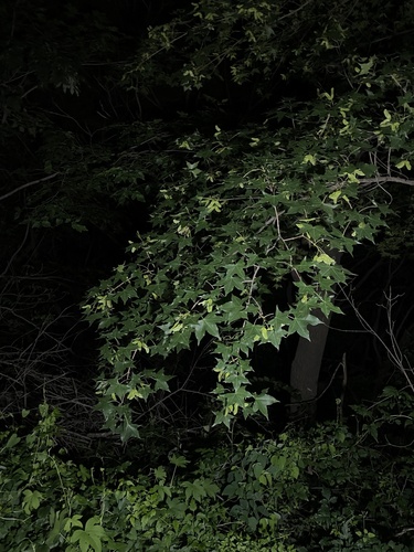Acer truncatum