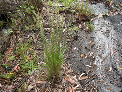 Rytidosperma longifolium