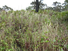 Rytidosperma tenuius