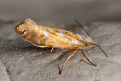 Argyresthia freyella