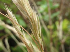 Rytidosperma tenuius