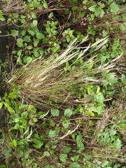 Rytidosperma tenuius