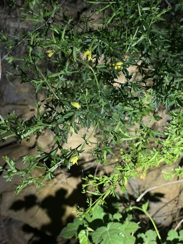 Siphonostegia chinensis, photograph 2