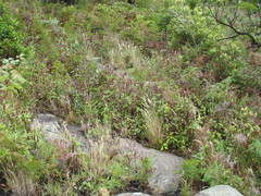 Rytidosperma tenuius