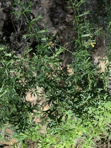 Siphonostegia chinensis, photograph 3