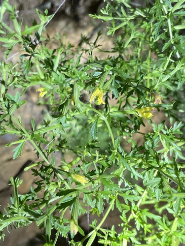 Siphonostegia chinensis