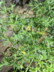 Siphonostegia chinensis