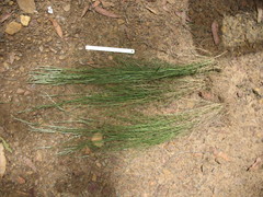 Rytidosperma longifolium