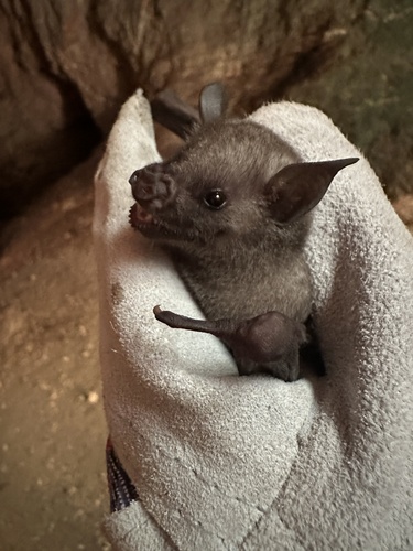 Antillean Fruit-eating Bat