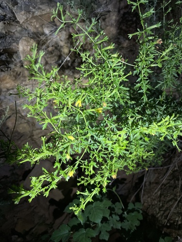 Siphonostegia chinensis, photograph 4