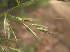 Rytidosperma longifolium