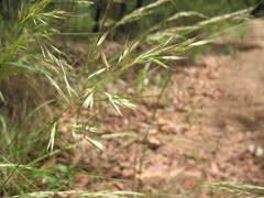 Rytidosperma longifolium