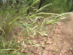 Rytidosperma longifolium
