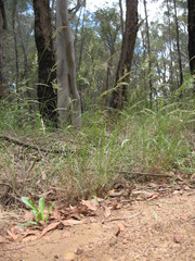 Rytidosperma longifolium