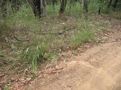 Rytidosperma longifolium