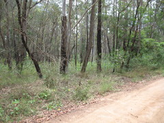Rytidosperma longifolium