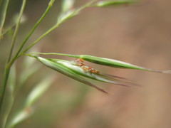 Rytidosperma longifolium