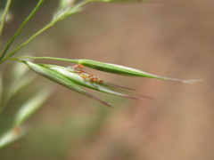 Rytidosperma longifolium