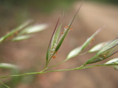 Rytidosperma longifolium