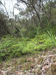 Rytidosperma tenuius
