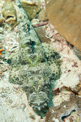 Crocodile Fish photo 4