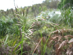 Rytidosperma tenuius