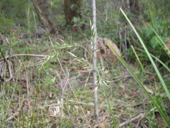 Rytidosperma tenuius