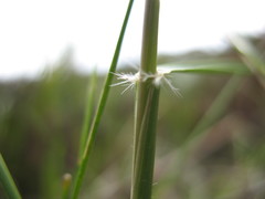 Rytidosperma tenuius