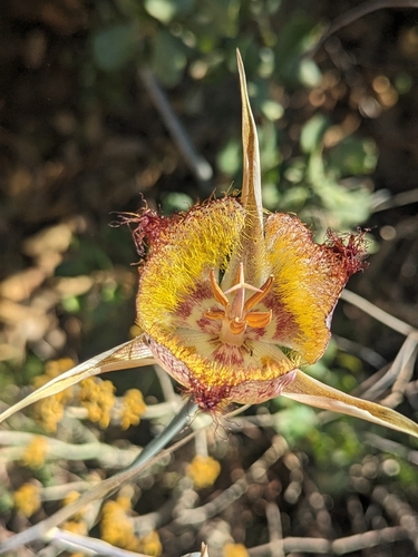 Image of Calochortus fimbriatus by (c) Ernesto Chavez-Velasco, some rights reserved (CC BY)