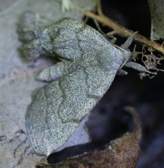 Pechipogo strigilata