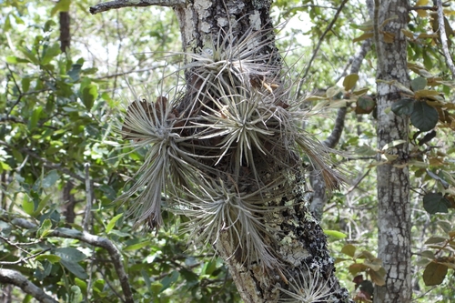 Tillandsia plumosa, photograph 2