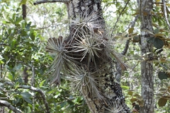 (c) Ricardo Betancourt Sánchez, some rights reserved (CC BY) Tillandsia plumosa, photograph (c) Ricardo Betancourt Sánchez, some rights reserved (CC BY)