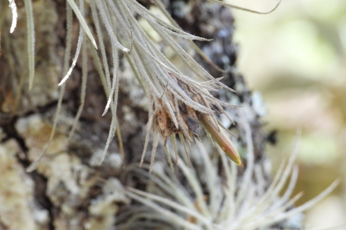 Tillandsia plumosa, photograph 3