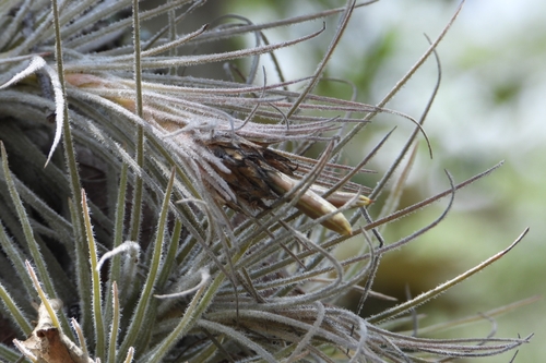 Tillandsia plumosa, photograph 4