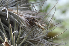 (c) Ricardo Betancourt Sánchez, some rights reserved (CC BY) Tillandsia plumosa, photograph (c) Ricardo Betancourt Sánchez, some rights reserved (CC BY)