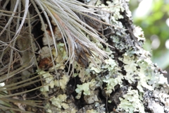 (c) Ricardo Betancourt Sánchez, some rights reserved (CC BY) Tillandsia plumosa, photograph (c) Ricardo Betancourt Sánchez, some rights reserved (CC BY)