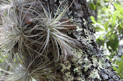 Tillandsia plumosa, photograph 6