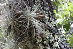 Tillandsia plumosa, photograph (c) Ricardo Betancourt Sánchez, some rights reserved (CC BY)