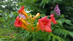 Campsis grandiflora