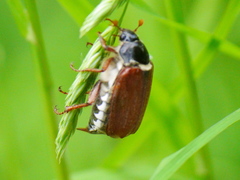 Melolontha melolontha