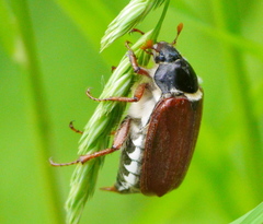 Melolontha melolontha