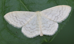 Scopula floslactata
