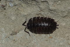 Porcellio obsoletus