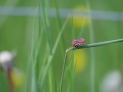 Graphosoma italicum italicum