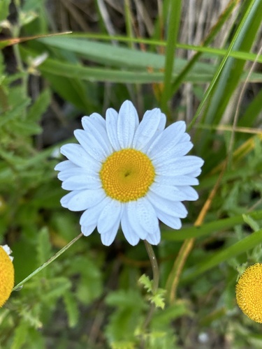 Leucanthemum vulgare observed 2024-07-20