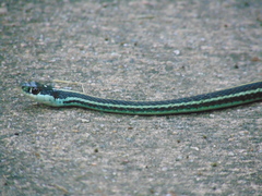 Thamnophis proximus proximus