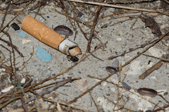 Armadillidium pallasii