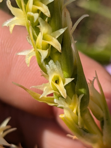 Image of Spiranthes porrifolia by (c) Bryce Johnson, some rights reserved (CC BY)