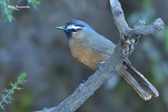 Montecincla cachinnans